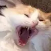 TabithaChambers - @dericvjp922 - TikTok
