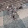 weeniedogmom - @tabithachandler1 - TikTok