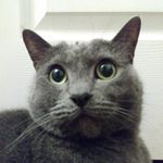 Tabitha Davidson - @crazy_cat_lover_tfd - Instagram