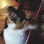 Tabitha Dill Cox - @cox877683 - Instagram