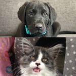 Tabitha + Duke - @tabithaandduke - Instagram