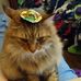 Tabitha Forrest - Facebook