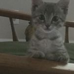 Jennifer Ingalls - @tabitha_funkycat - Instagram