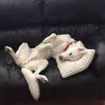 Tabitha Hannah - @hannahs_doggyvisits - Instagram