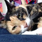 Tabitha Hill Stafford 😺 - @tabbyyyyyyyyyyy - Instagram