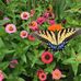 Tabitha Krause - Facebook