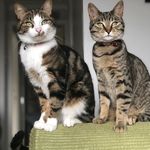 Tabitha & Lilly - @the_unruly_cats - Instagram