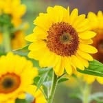 Tabitha Meyer - @tabithaphillips36 - Instagram