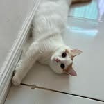 Pingning, Tabitha, Potato & Pumpkin - @4kittensiblings - Instagram