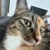 Tabitha - @tabitha_sage - TikTok