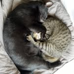 tabitha + storm 😻😻 - @tabitha.storm1 - Instagram