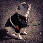 Tabitha & Andrew Sylvester - @wuggiebuddie_kennels_akc - Instagram