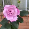 Tabatha Tackett149💋💋💋 - @tabathatackett149 - TikTok