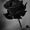 Tabitha L. Vance - @tabitha.l..vance - TikTok