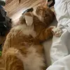 Tabitha Zimmermann - @tabitha.zimmerman8 - TikTok