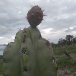 Tacho Martínez Garcia - @tacho595 - Instagram