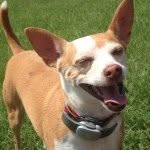 Taco Harris - @tacothedoggie - Instagram