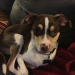 Taco Johnson - @tacopupper - Instagram