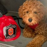 Whiskey Taco Johnson - @whiskey_the_minipoodle - Instagram