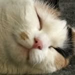 Taco - @tacomangoo - Instagram