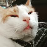 Taco Sanchez - @tacolovessteve - Instagram