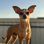 Taco Sanchez - @tacochihuahua5673 - Instagram