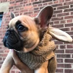 TACO SANCHEZ - @afrenchienamedtaco - Instagram