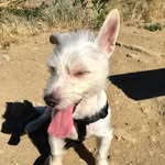 Taco Sanchez - @taco_the_terrier_ - Instagram