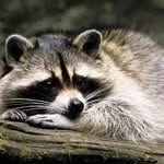 Tad Baker - @thehomelessraccoon - Instagram