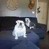 tabby - @taddbell7 - TikTok