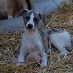 A Tad Brooks - @meisterhaussighthounds - Instagram