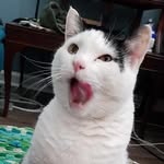 Mr. Tad Cooper - @tadcooperdoomcat - Instagram