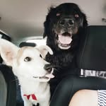 Nala, Tad Cooper, and Waffles 🇨🇦 - @nalatadandwaffles - Instagram