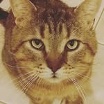 Tad Cooper - @tadcooper_feline - Instagram