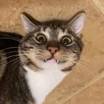 Tad Cooper - @tad_cooper_the_cat - Instagram
