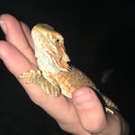 Tad Cooper - @tad_cooper_the_drago - Instagram