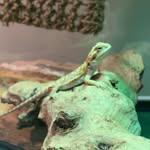 Tad Cooper - @tad_cooper_thedragon - Instagram