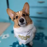 Tad Cooper - @tadcoopercorgi - Instagram