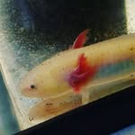 Tad Cooper - @tad.cooperthe_axolotl - Instagram