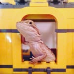 Tad Cooper - @tad_cooper_the_dragon - Instagram