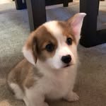 Tad Cooper 🐾 - @tadcooper - Instagram