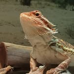 Tad Cooper the Dragon - @mr.tcooper - Instagram