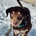 Tad Cooper the Rescue - @1pawcooper - Instagram