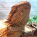 The Bearded Dragon Tad Cooper - Facebook