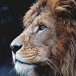 Tade Wolf - @wolftade - Instagram