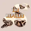 Tae Reptiles - @taetownsend - TikTok