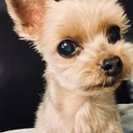 Taemi Kim - @tammykimbear - Instagram