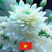 Tai Quach - Facebook