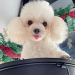 Tala.Cloudia.and.furrmily - @tala.cloudia - Instagram