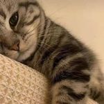 Tala Ismail - @tala.ismail.7923 - Instagram